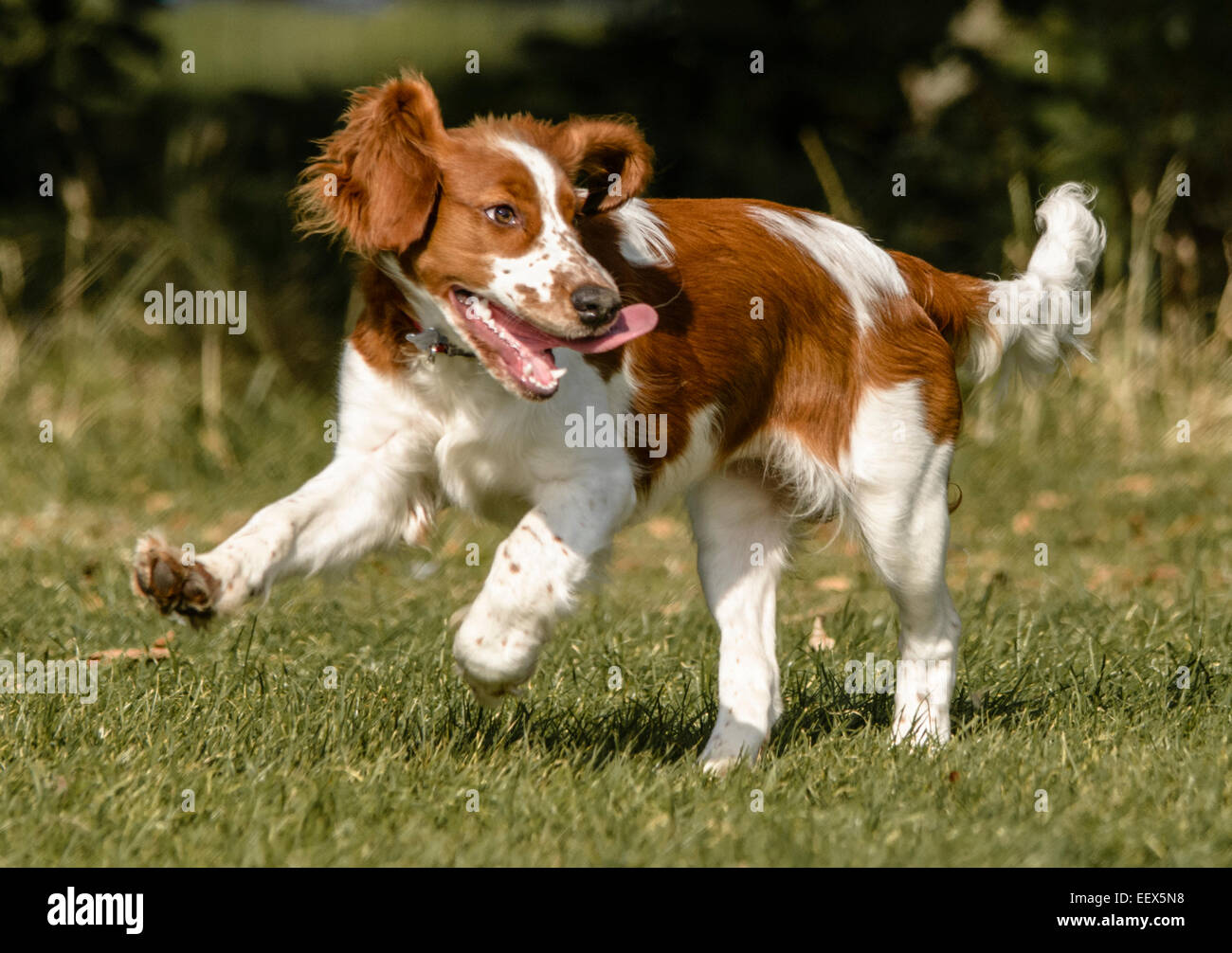 Welsh Springer Spaniel cucciolo divertendosi Foto Stock