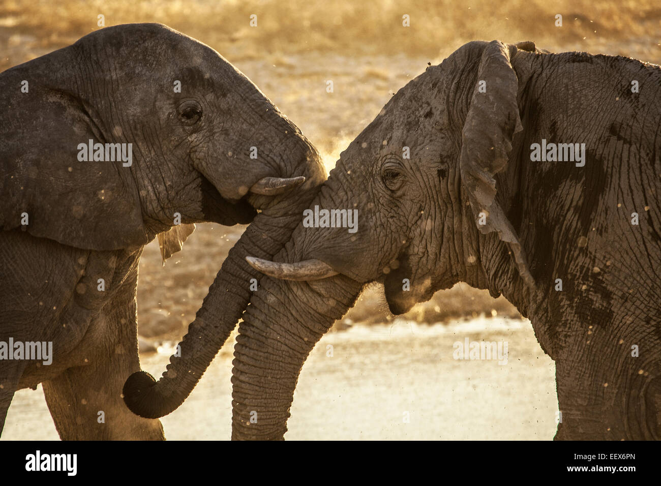 Elefante africano Foto Stock
