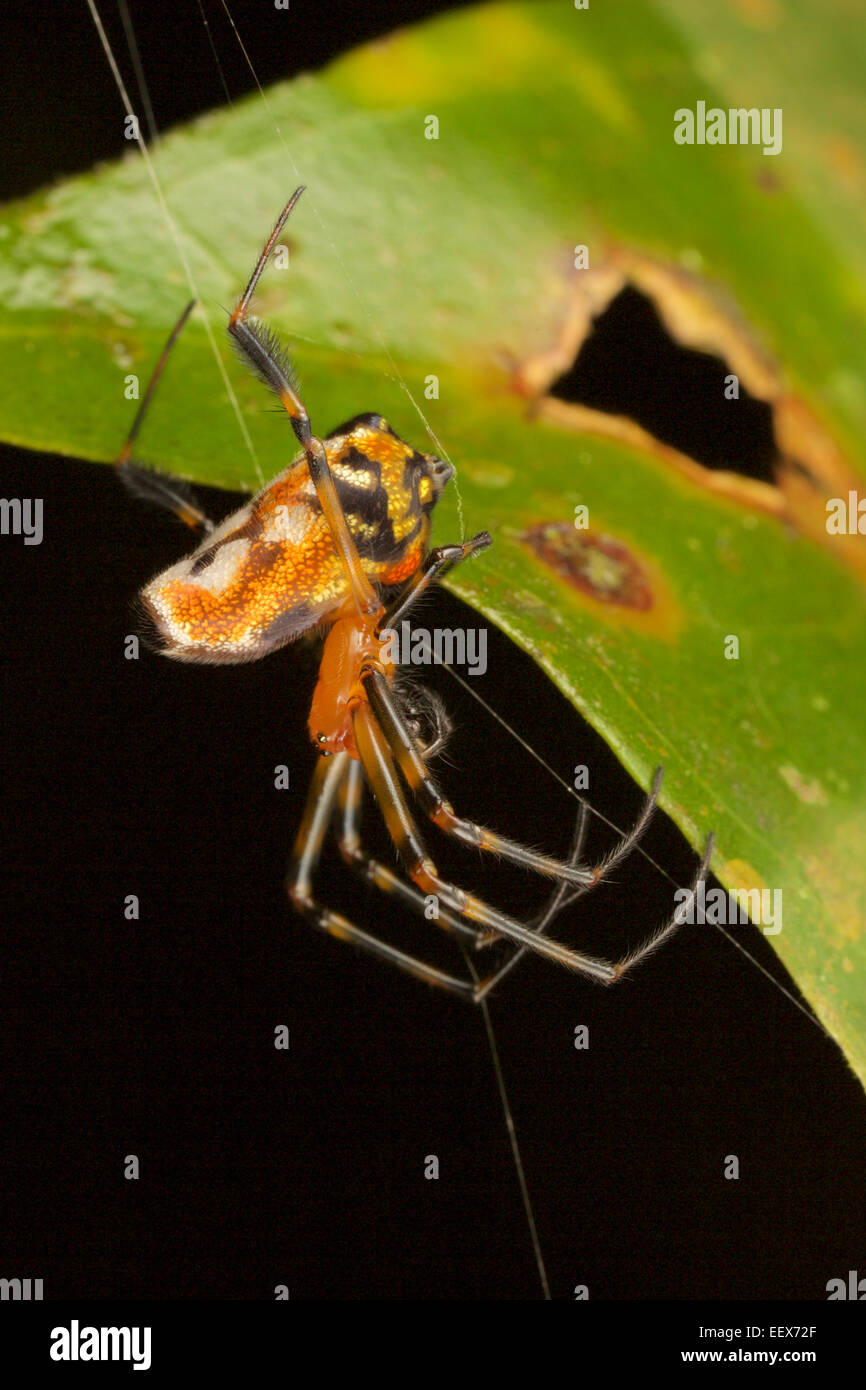 Un Leucauge sp. spider Kaeng Krachan National Park, Thailandia. Foto Stock