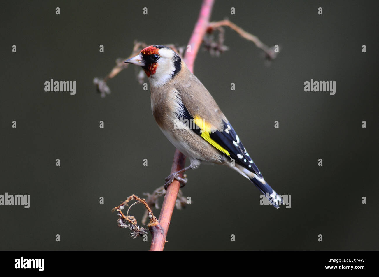 Un cardellino su un gambo morto REGNO UNITO Foto Stock