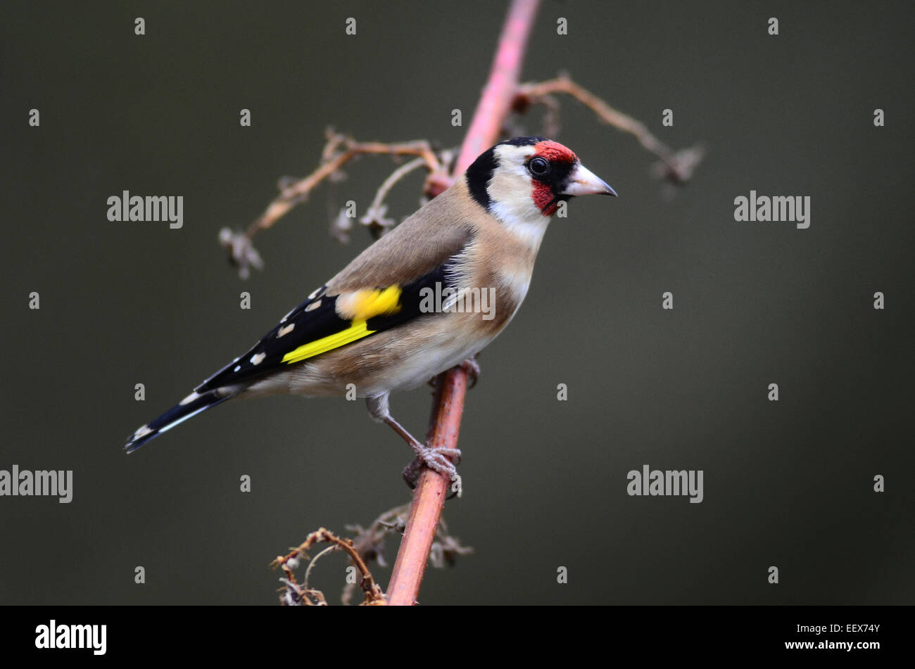 Un cardellino su un gambo morto REGNO UNITO Foto Stock
