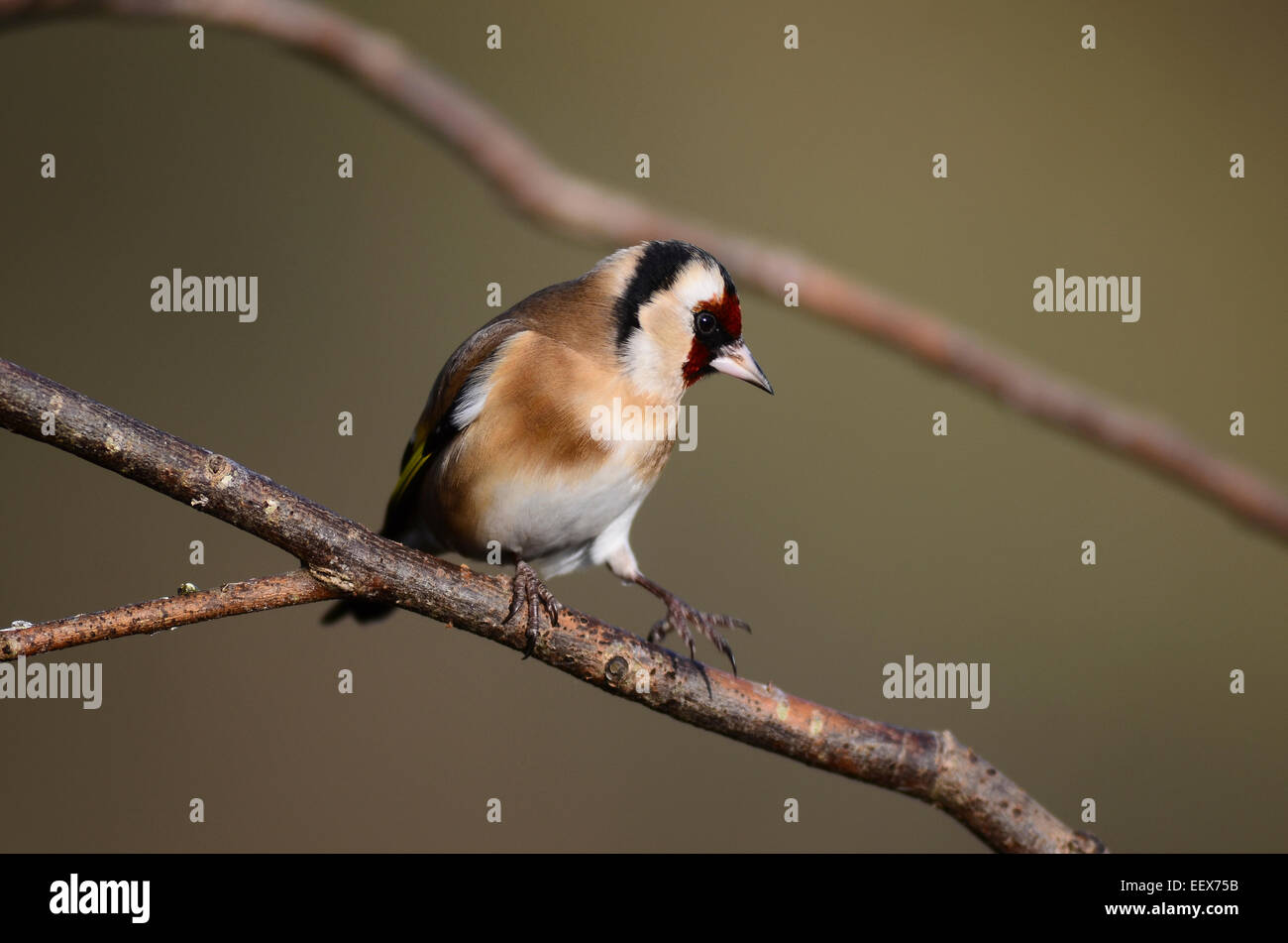 Un cardellino su un ramoscello d'inverno REGNO UNITO Foto Stock