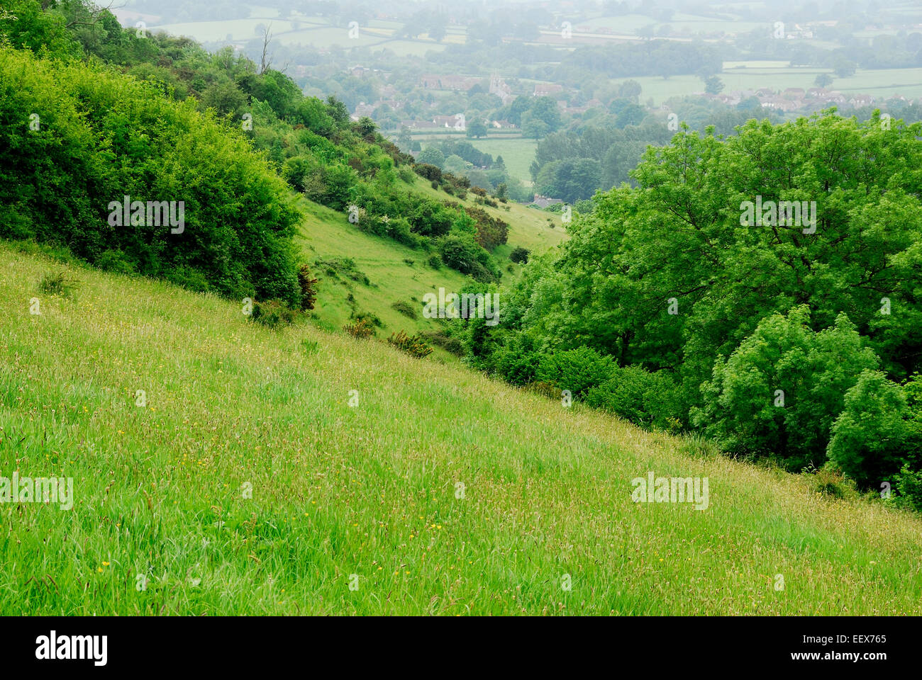 Brandis giù, Dorset Wildlife Trust riserva naturale Foto Stock