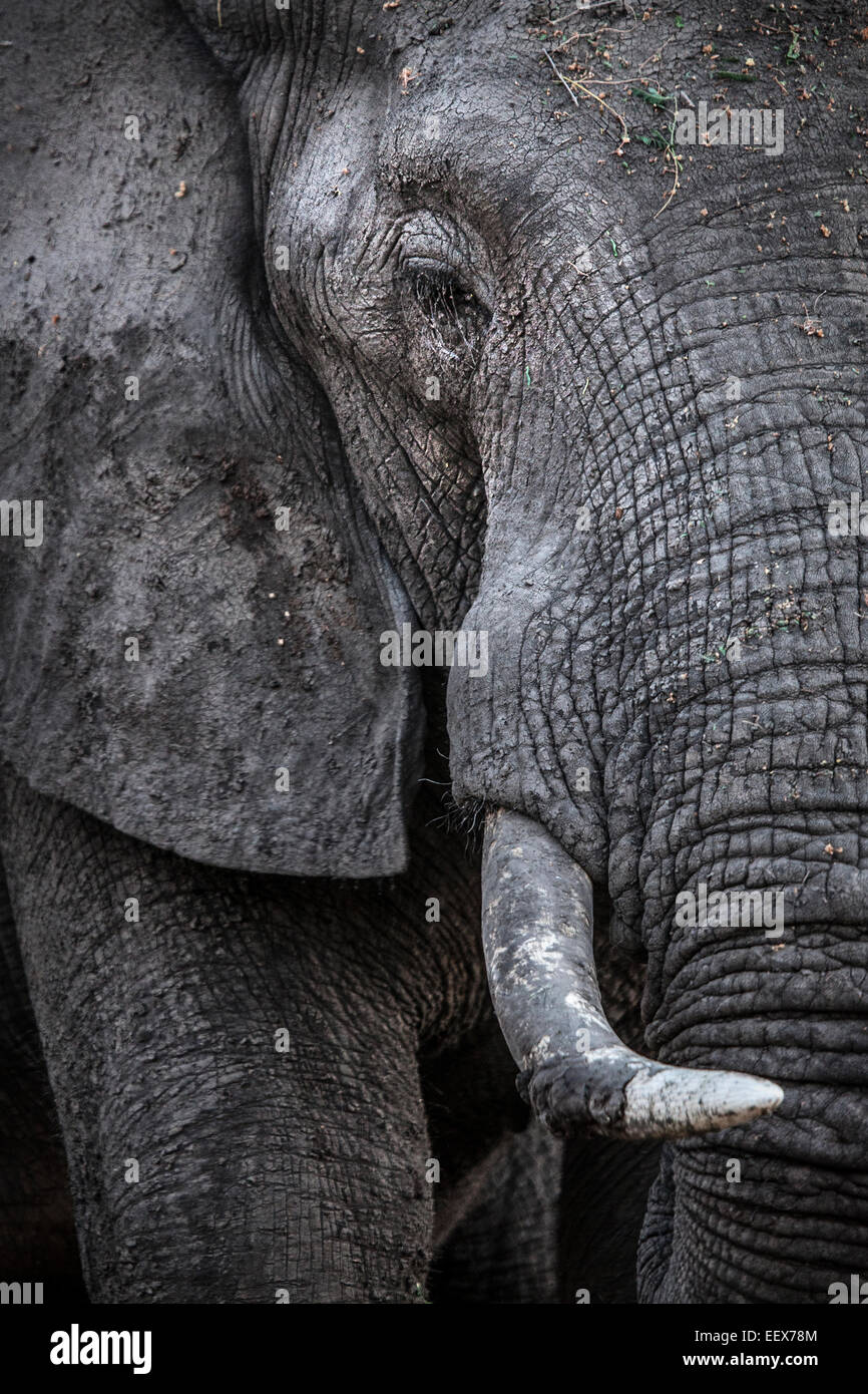 Elefante africano Foto Stock