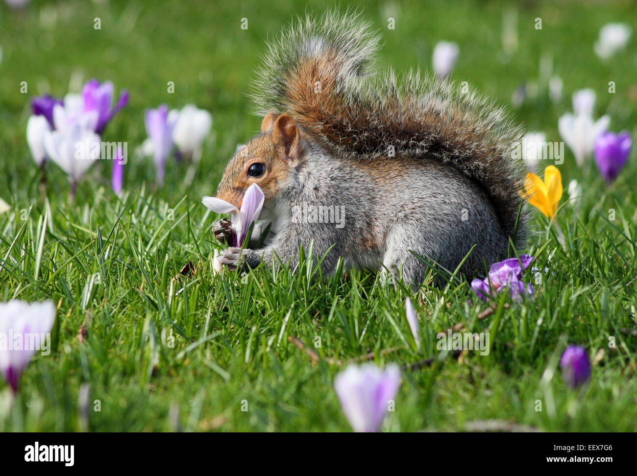 Uno scoiattolo grigio sembra odore di crochi di primavera - anche se si tratta di mangiare - South Yorkshire, Inghilterra, Regno Unito Foto Stock