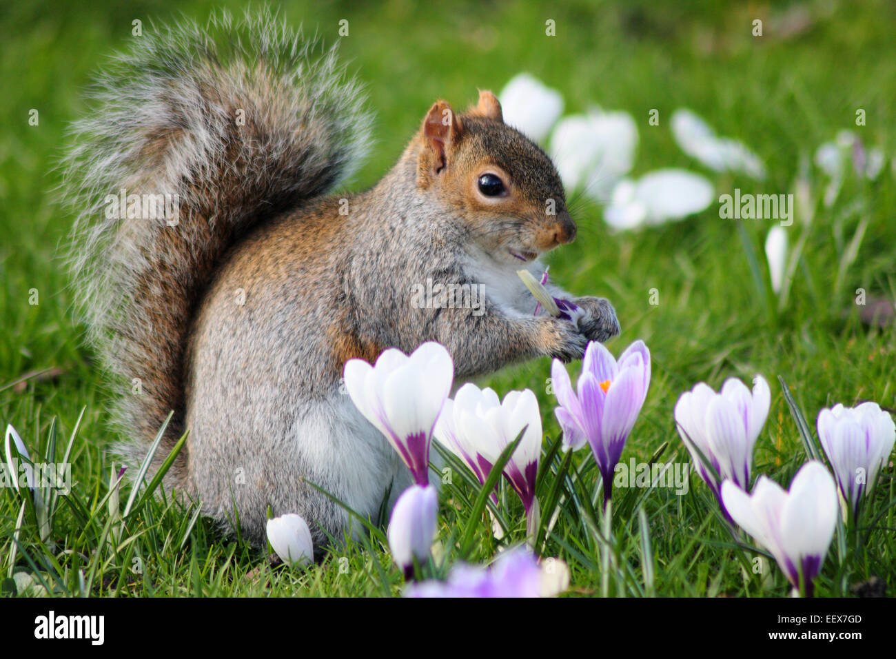Uno scoiattolo grigio sembra odore di crochi di primavera - anche se si tratta di mangiare - South Yorkshire, Inghilterra, Regno Unito Foto Stock