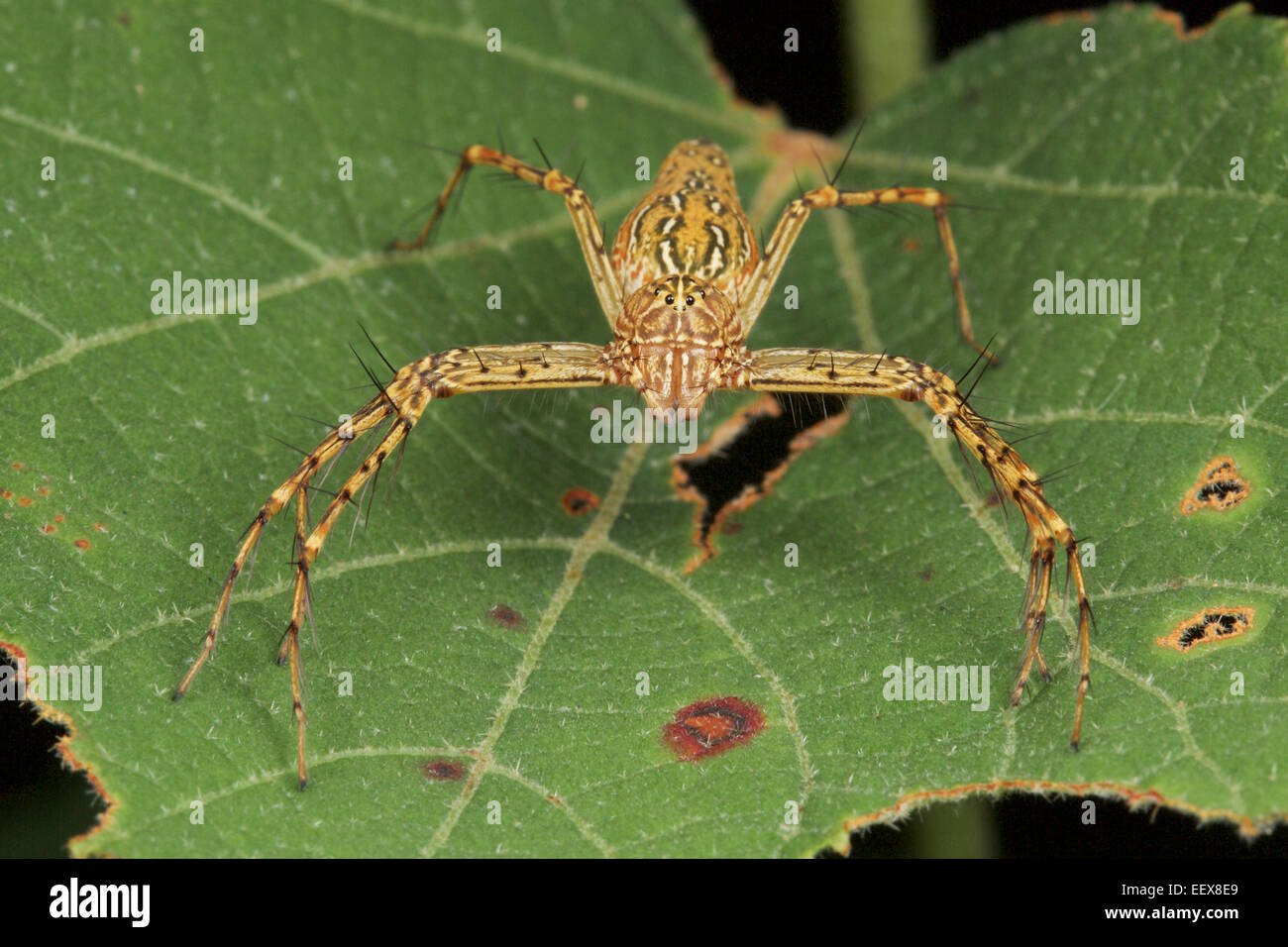 Un Oxyopes sp. lynx spider (Oxyopidae). Foto Stock