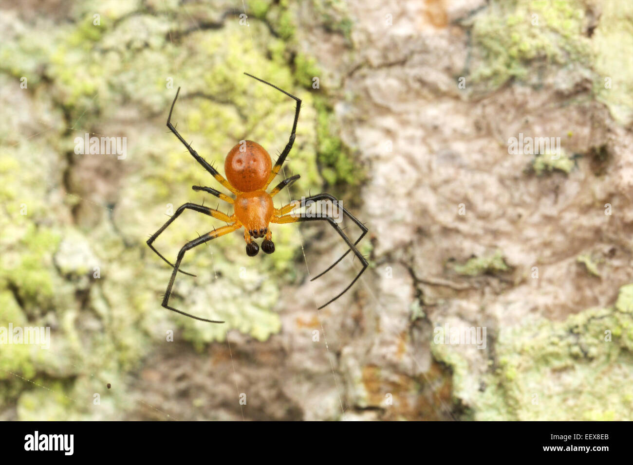 Maschio Tree-Trunk ornamentali Spider (Herennia ornatissima) AKA ornato orb-weaver spider nel Parco Nazionale di Khao Yai. Il maschio è muc Foto Stock