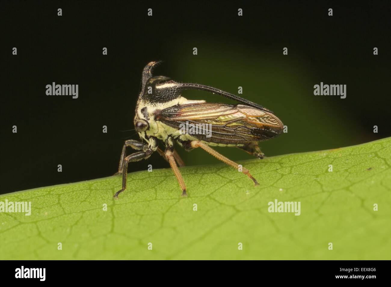 Treehoppers e thorn bugs sono membri della famiglia Membracidae, un gruppo di insetti legate a le cicale e il leafhoppers. Foto Stock