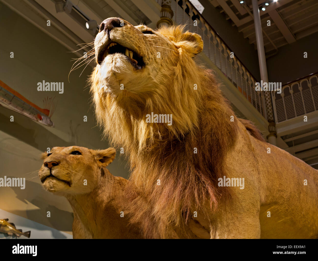 Maschio e femmina lions ripiene nella storia naturale sezione del Museo Nazionale di Scozia in Edinburgo Regno Unito Foto Stock