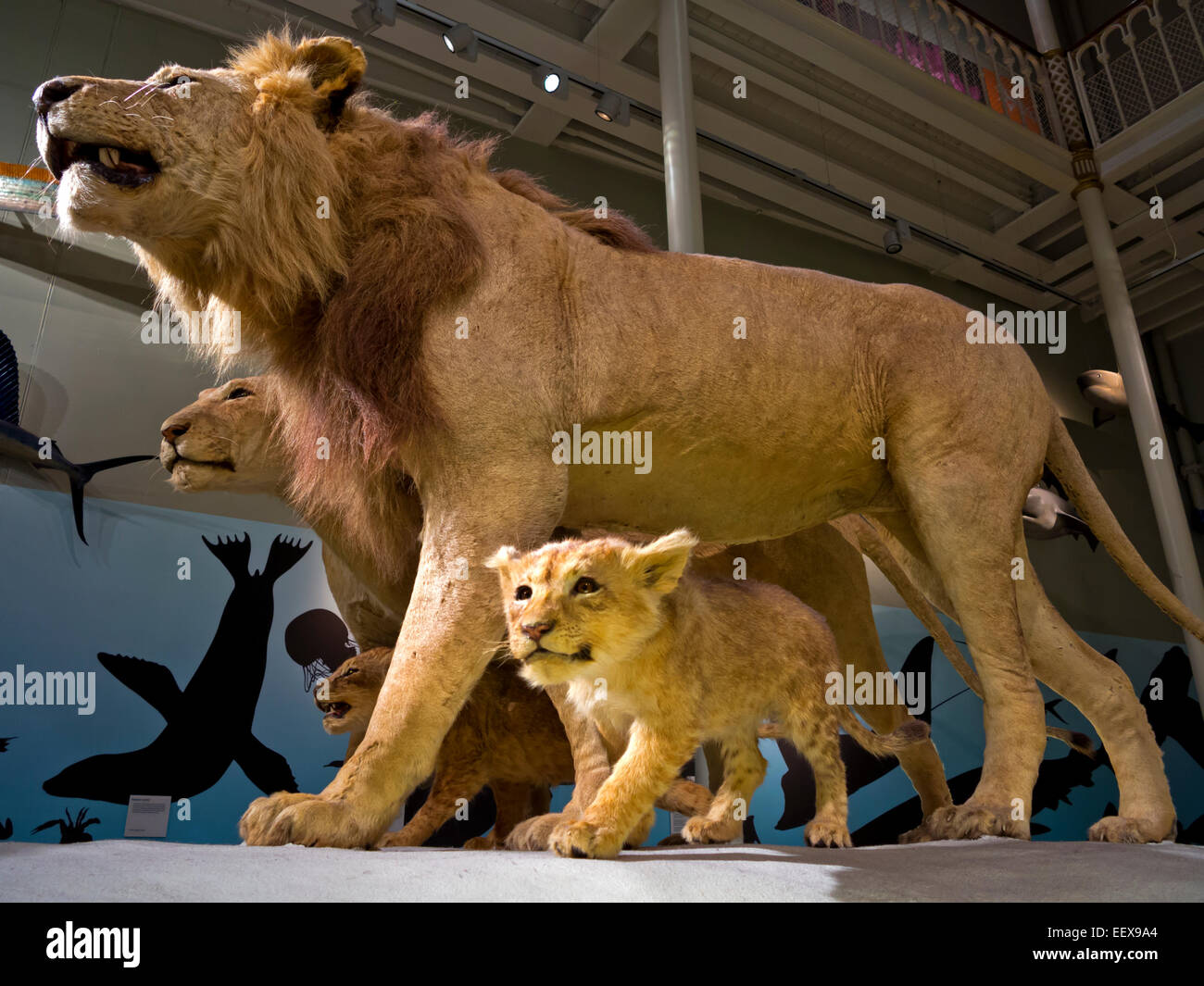 Maschio e femmina lions ripiene e lupetti nella storia naturale sezione del Museo Nazionale di Scozia in Edinburgo Regno Unito Foto Stock