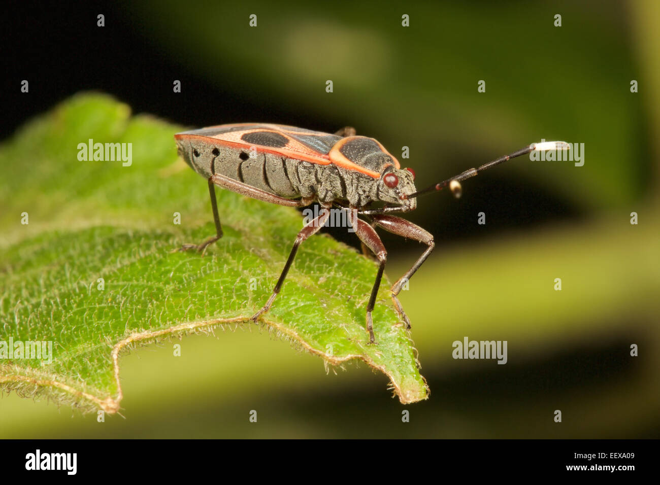 In Pyrrhocoridae Kaeng Krachan National Park, Thailandia. Foto Stock