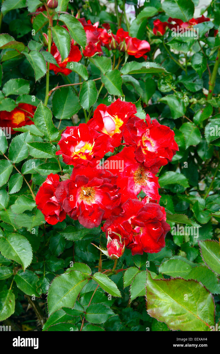 Rosa "Biddulph Grange' Foto Stock