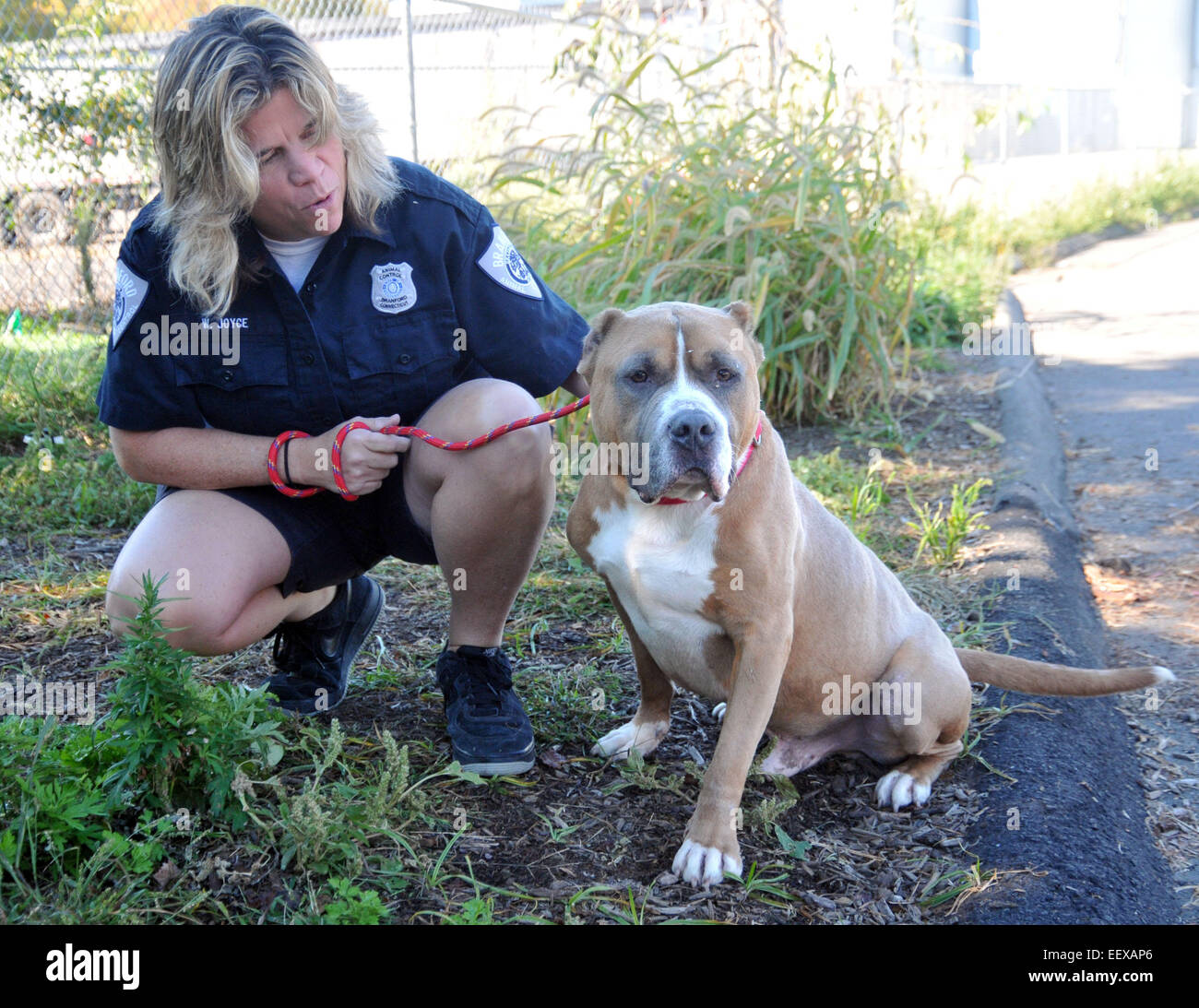 Wendy Joyce, Branford animale funzionario di controllo, mostra off "Nino", una 5-year-old Pit Bull mix di Branford CT STATI UNITI D'AMERICA Foto Stock