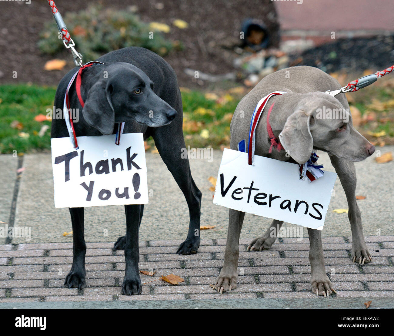 Milford CT USA Weimaraners, 'Kona,' a sinistra e ' Kailua' mostrano la loro famiglia del patriottismo al Milford veterani parata del giorno 10 novembre 2013. Essi sono di proprietà di Michael Fanara, 10, e la sua famiglia di Milford. Foto Stock