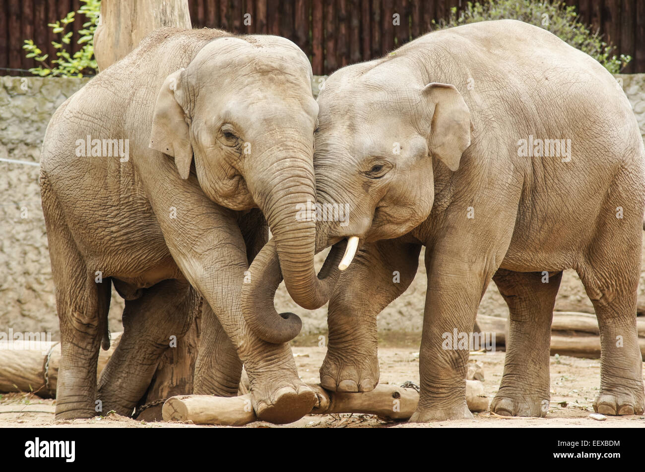 Due elefanti indiani allo Zoo di Plock Polonia Foto Stock