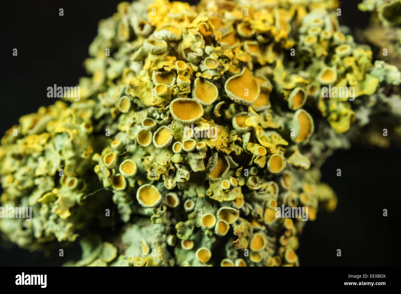 Foliose lichen su un ramo di albero Foto Stock
