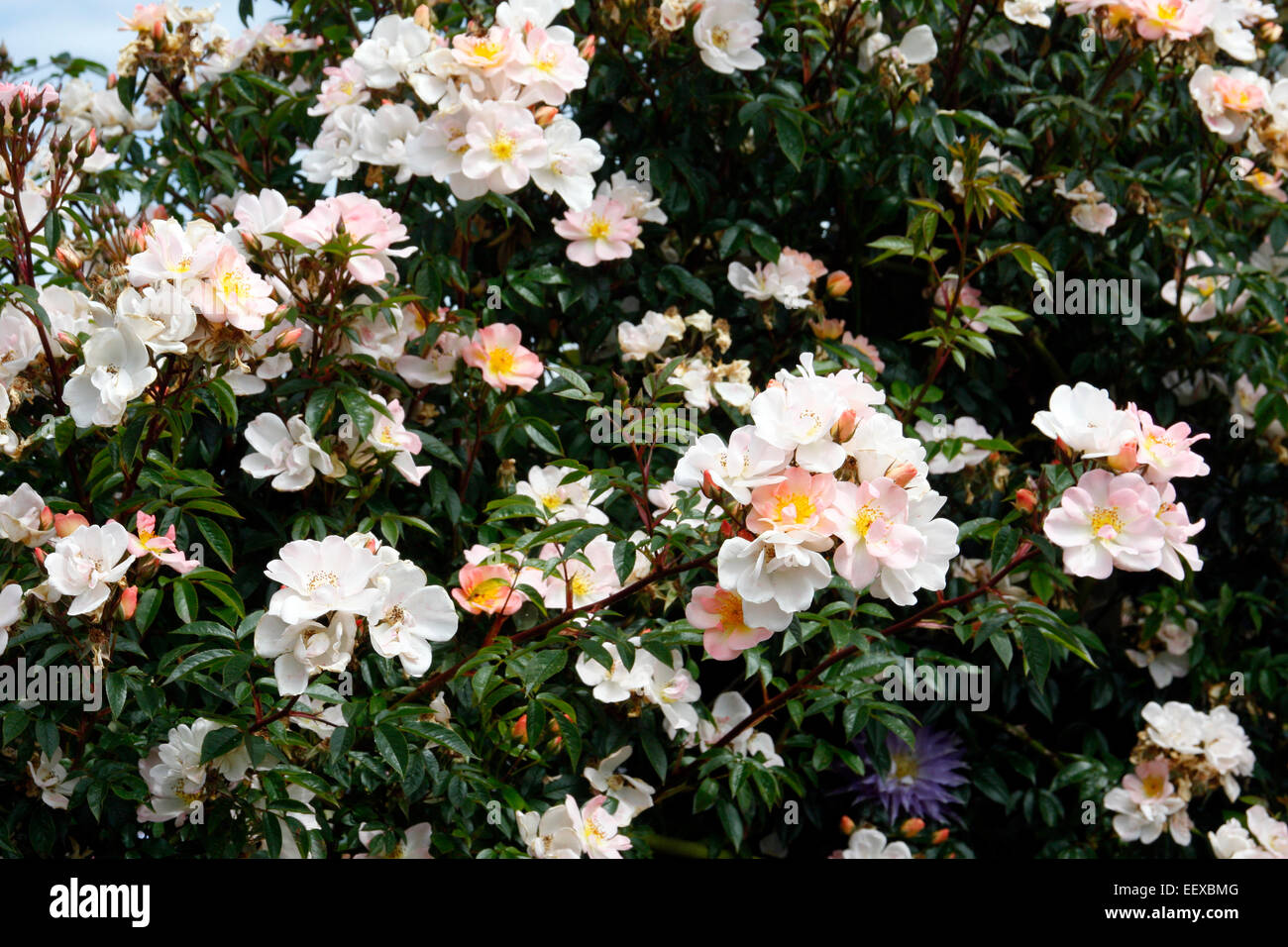 Rosa "Braccia aperte degli azionisti Foto Stock