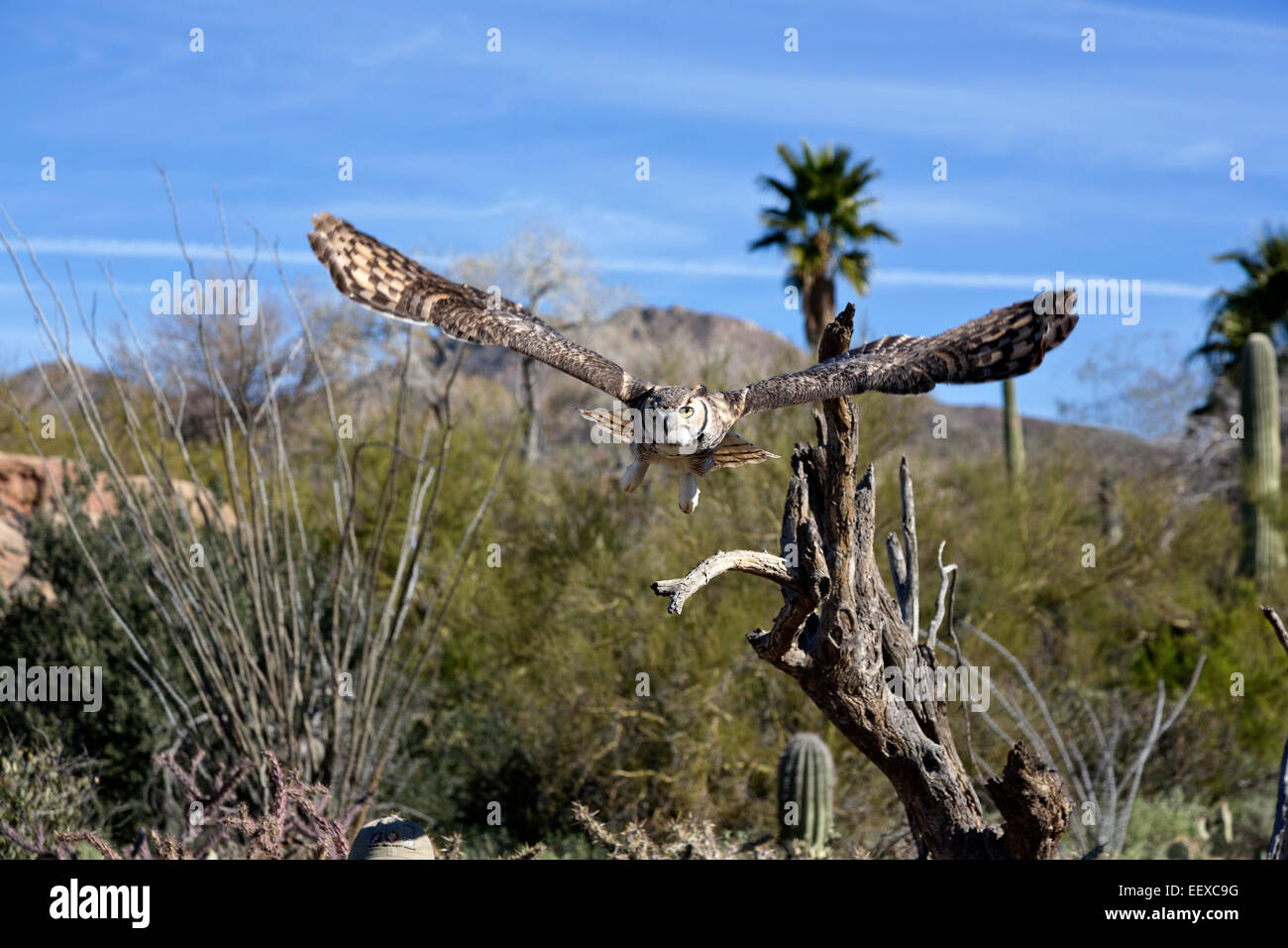 Sorprendente grande gufo cornuto visualizza la sua massiccia apertura alare in volo libero in Arizona Sonora Desert Museum di Tucson in Arizona. Foto Stock