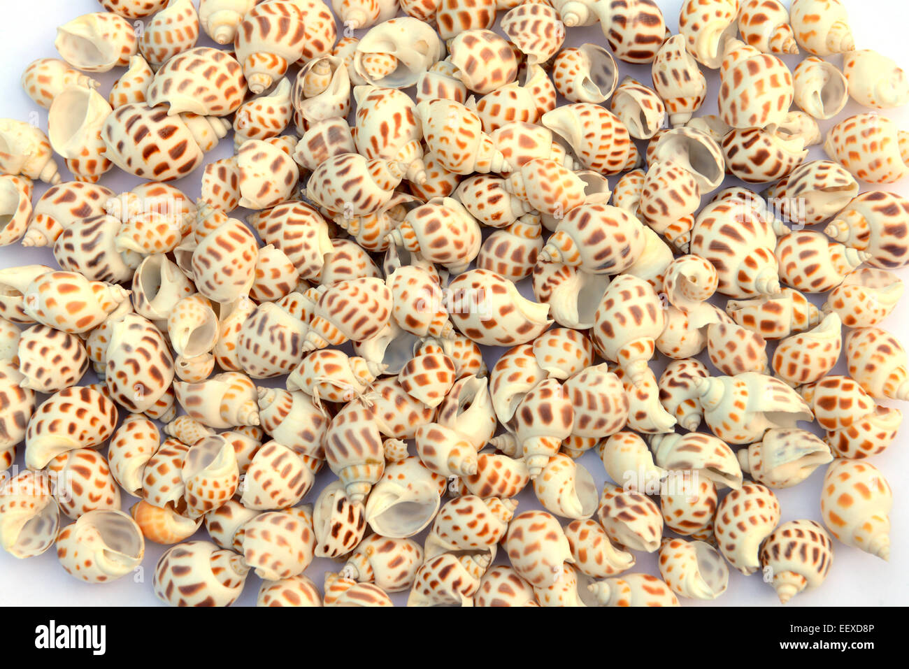 Avvistato Babilonia isolati su sfondo bianco Foto Stock