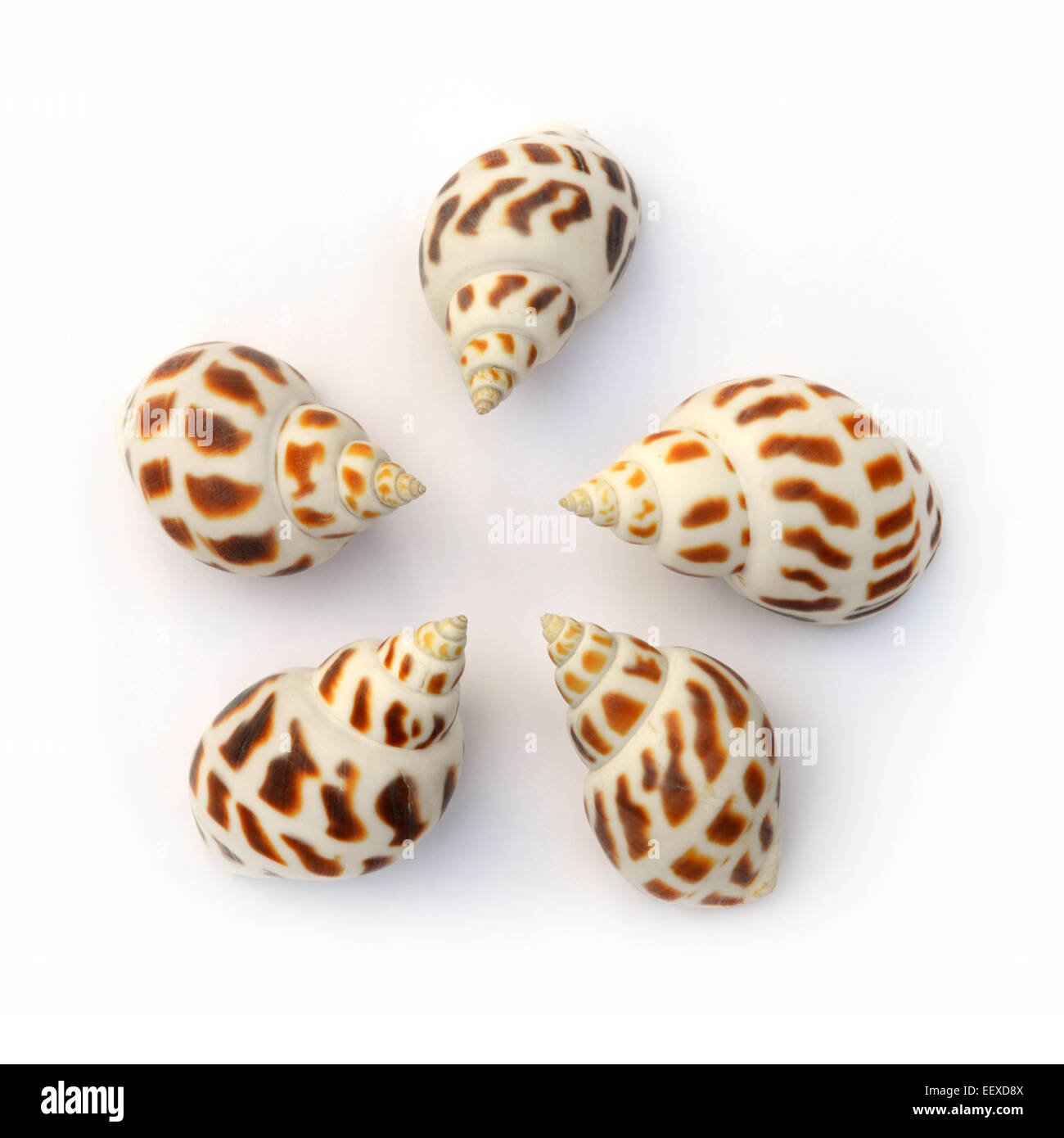 Avvistato Babilonia isolati su sfondo bianco Foto Stock