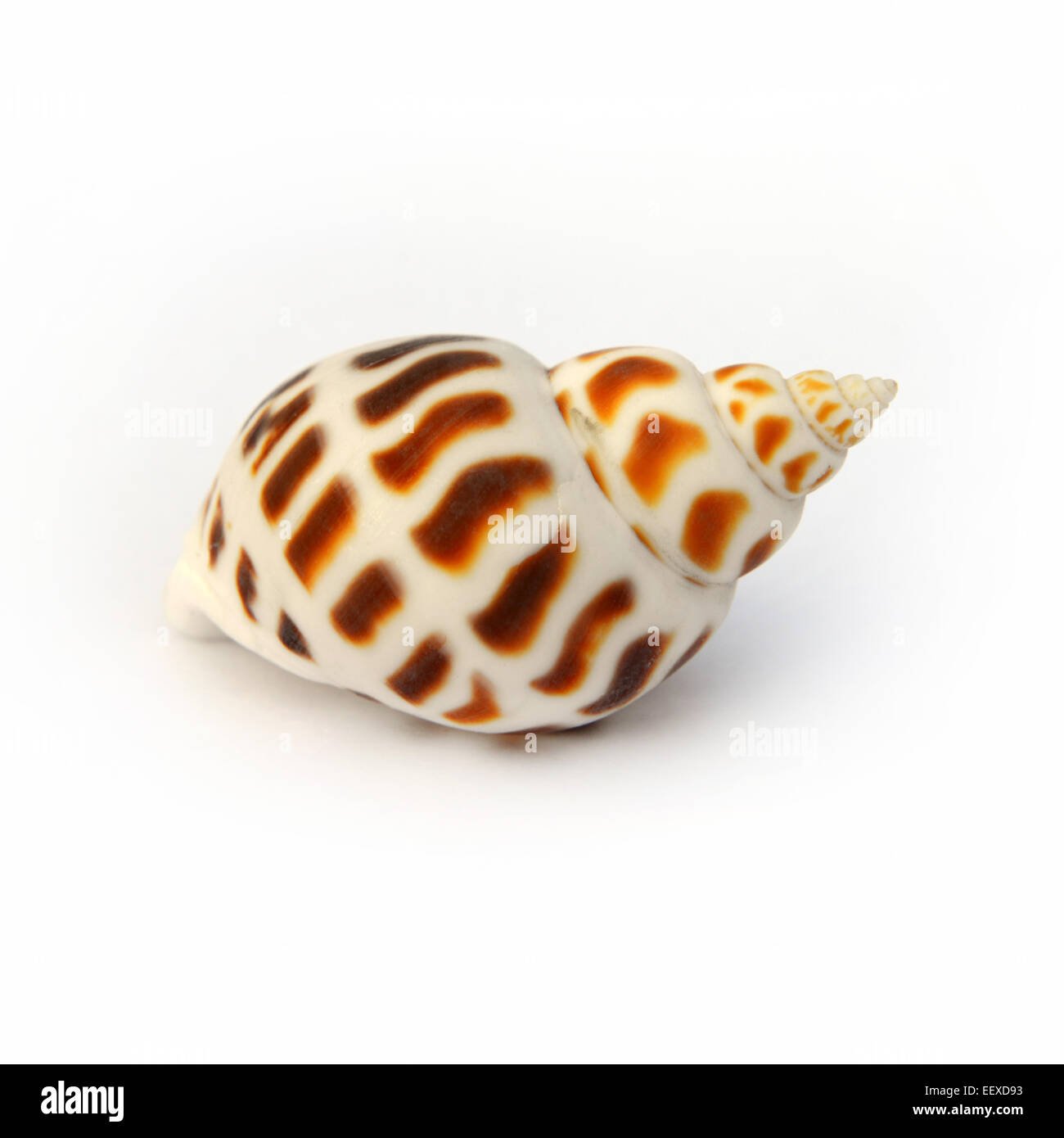 Avvistato Babilonia isolati su sfondo bianco Foto Stock