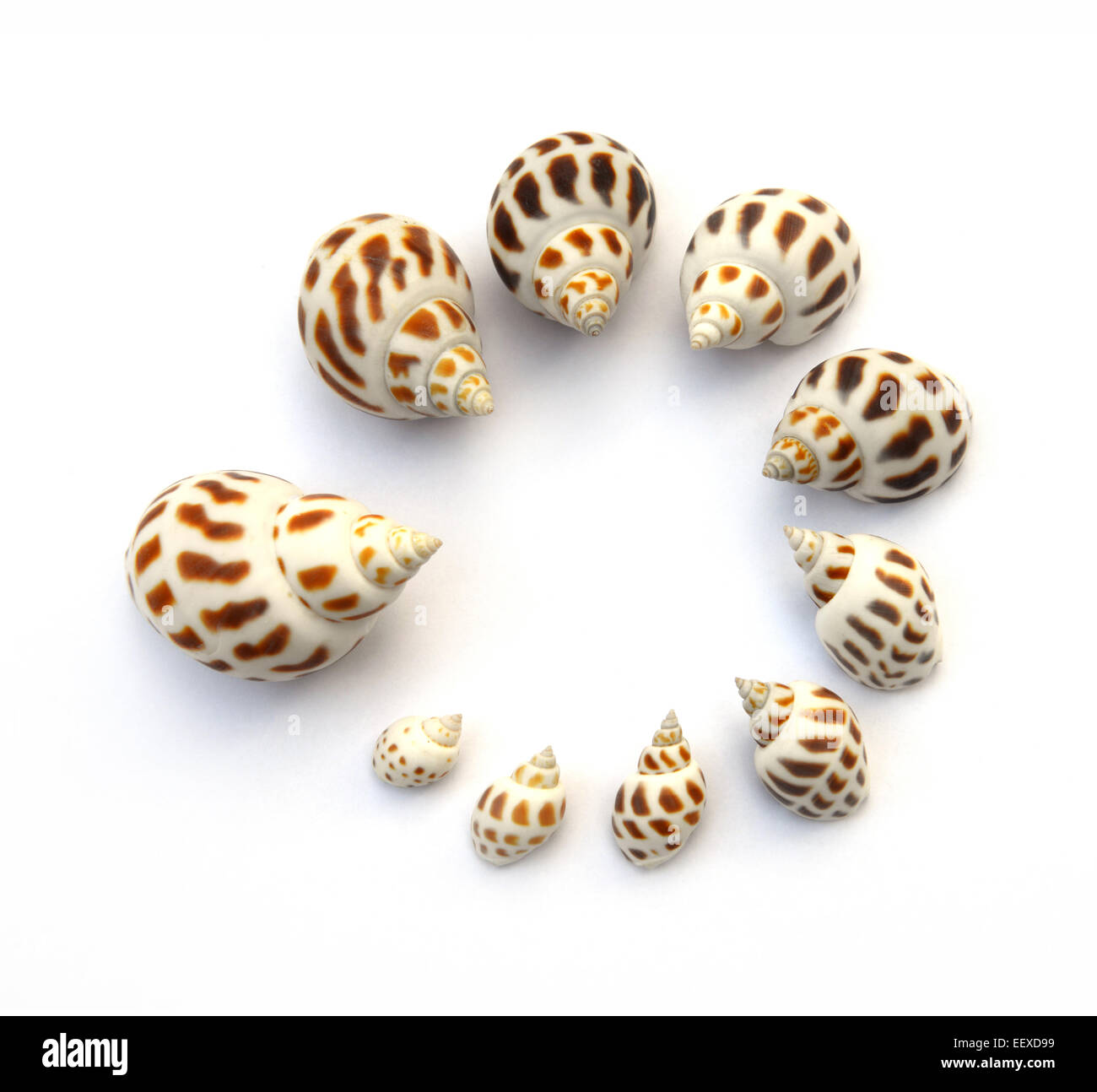 Avvistato Babilonia isolati su sfondo bianco Foto Stock