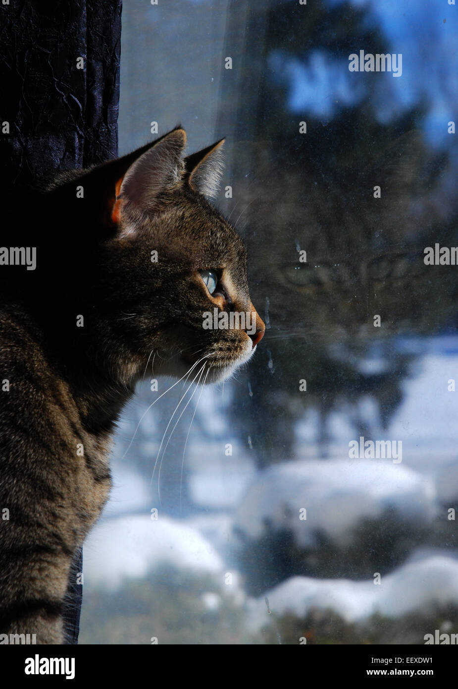 Tabby cat guardando dalla finestra in inverno Foto Stock