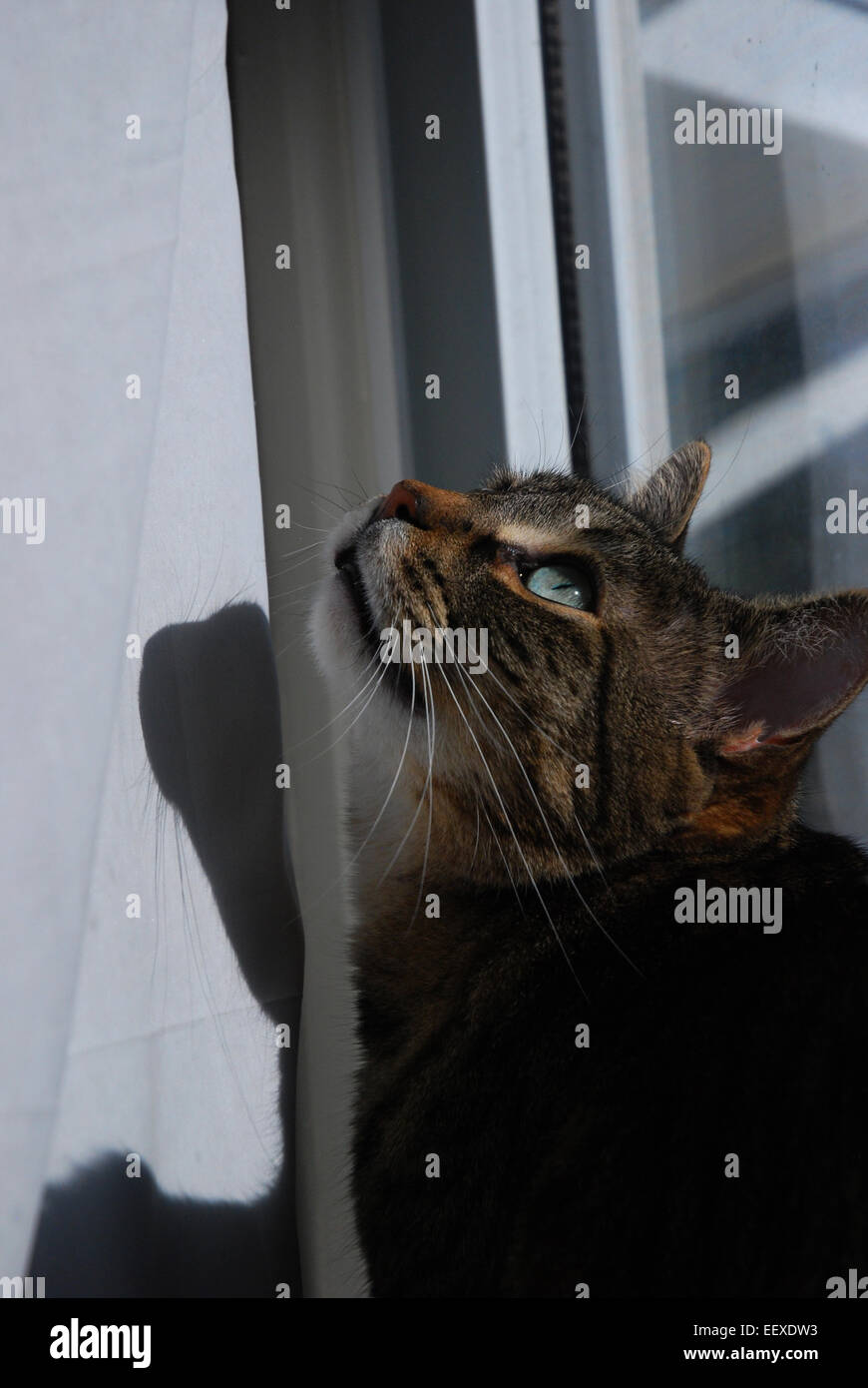 Tabby gatto con gli occhi verdi nella finestra di ricerca Foto Stock