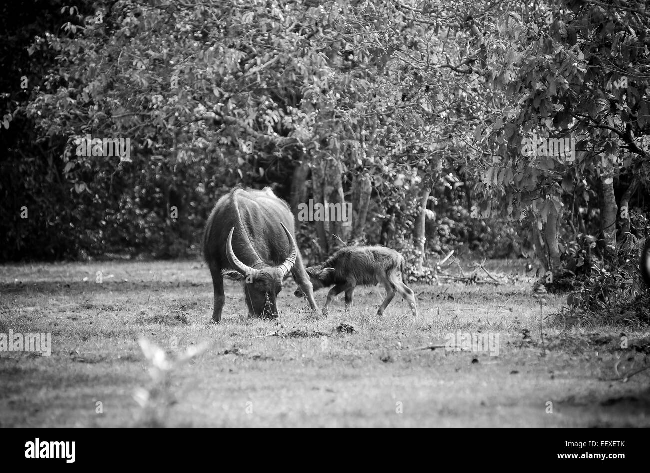 Asia buffalo nel campo di erba in Thailandia Foto Stock