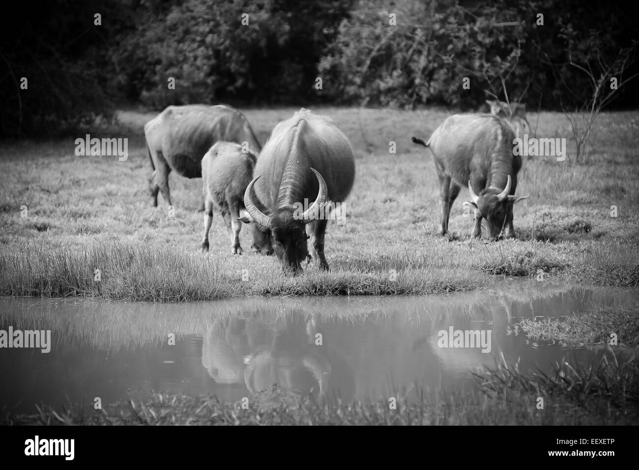 Asia buffalo nel campo di erba in Thailandia Foto Stock