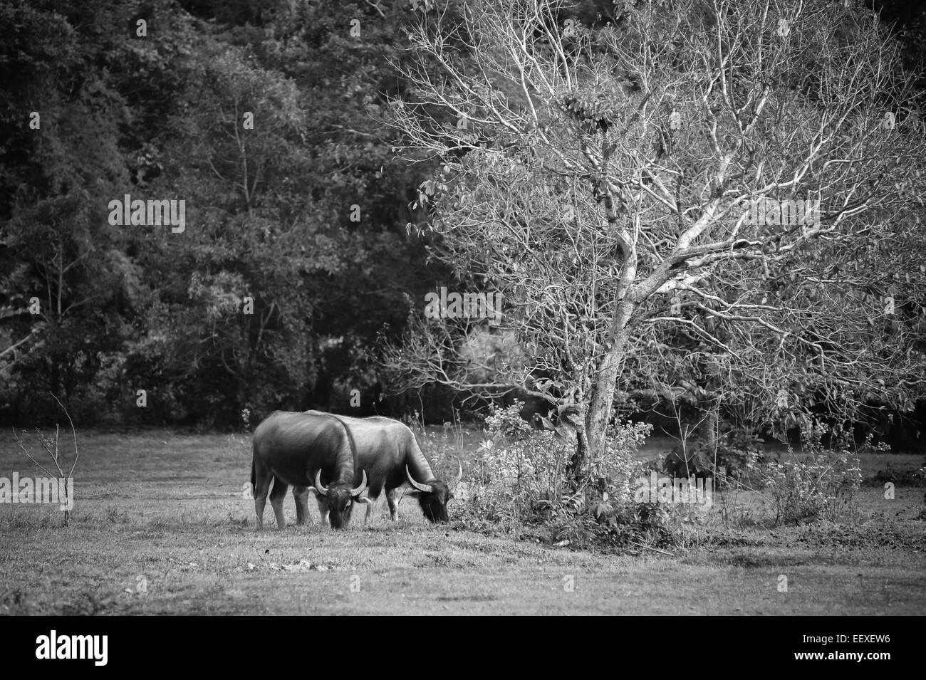 Asia buffalo nel campo di erba in Thailandia Foto Stock