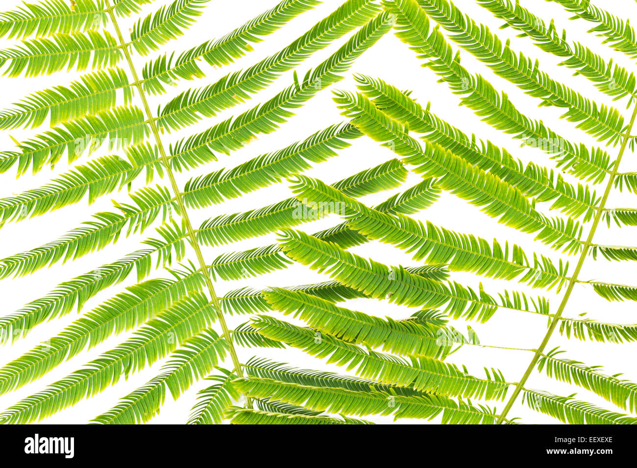 Verde Naturale piccole foglie isolati su sfondo bianco Foto Stock