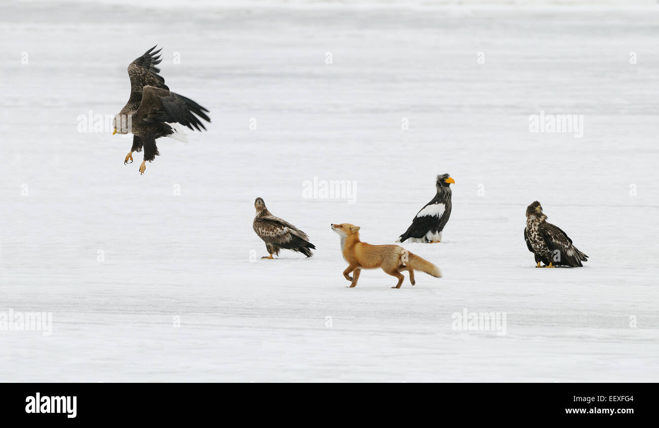 Red Fox in tra aquile di mare, Stellers e bianco-tailed, sul ghiaccio del Lago Furen nella parte orientale di Hokkaido, Giappone. Foto Stock Red Fox in tra aquile di mare, Stellers e bianco-tailed, sul ghiaccio del Lago Furen nella parte orientale di Hokkaido, Giappone. Foto Stock
