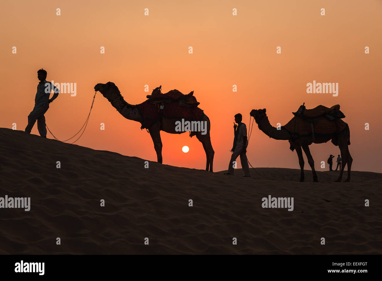 Cammelli e del tramonto nel deserto di Thar in Jaisalmer, Rajasthan, India Foto Stock