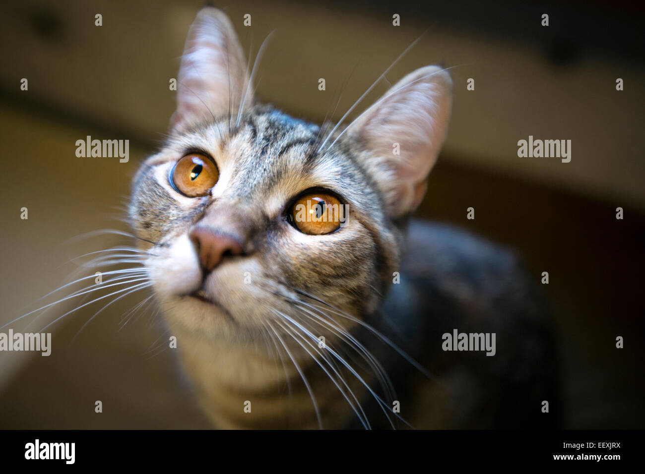 Cat staring in telecamera Foto Stock