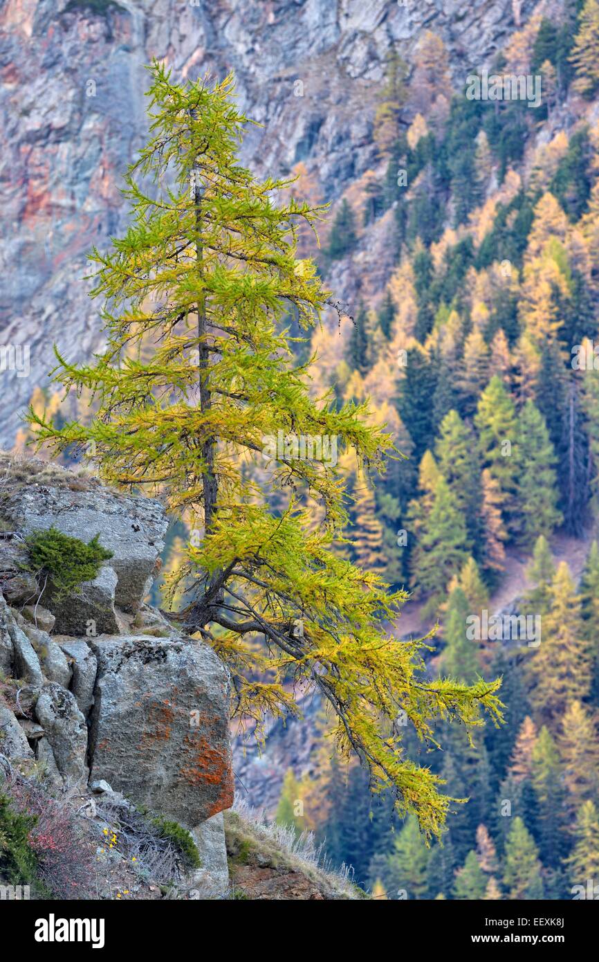 Un solitario Larice (Larix decidua) su una roccia, il Parco Nazionale del Gran Paradiso, Valnontey, Piemonte, Italia Foto Stock