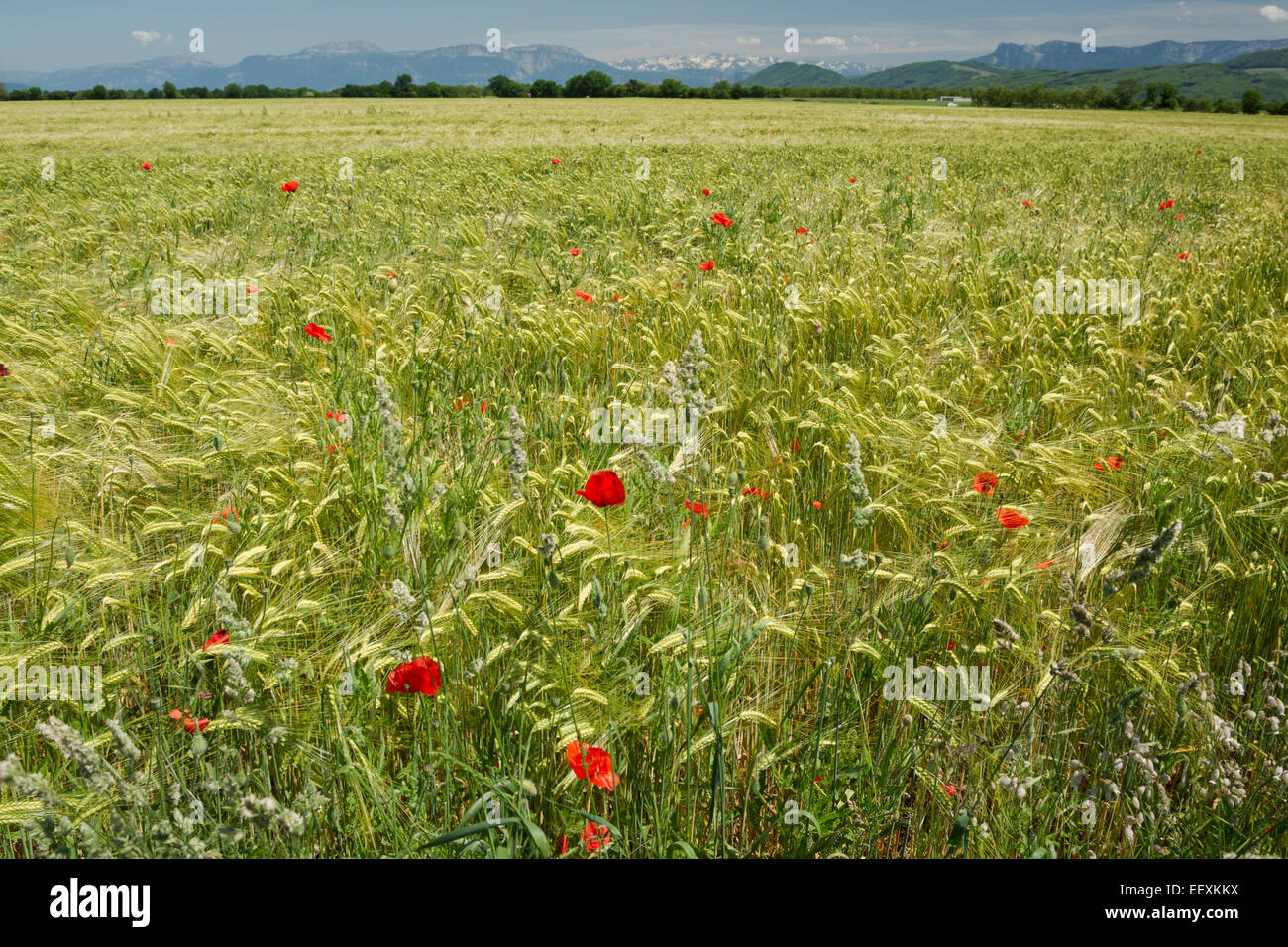 Papaveri selvatici nel campo di grano con montagne di Hauts de Charteuse riserva naturale nella distanza. Vicino a Grenoble, Francia Foto Stock