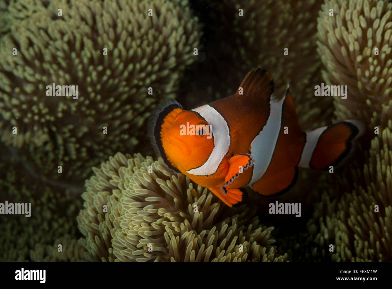 Clownfish un corallo Foto Stock