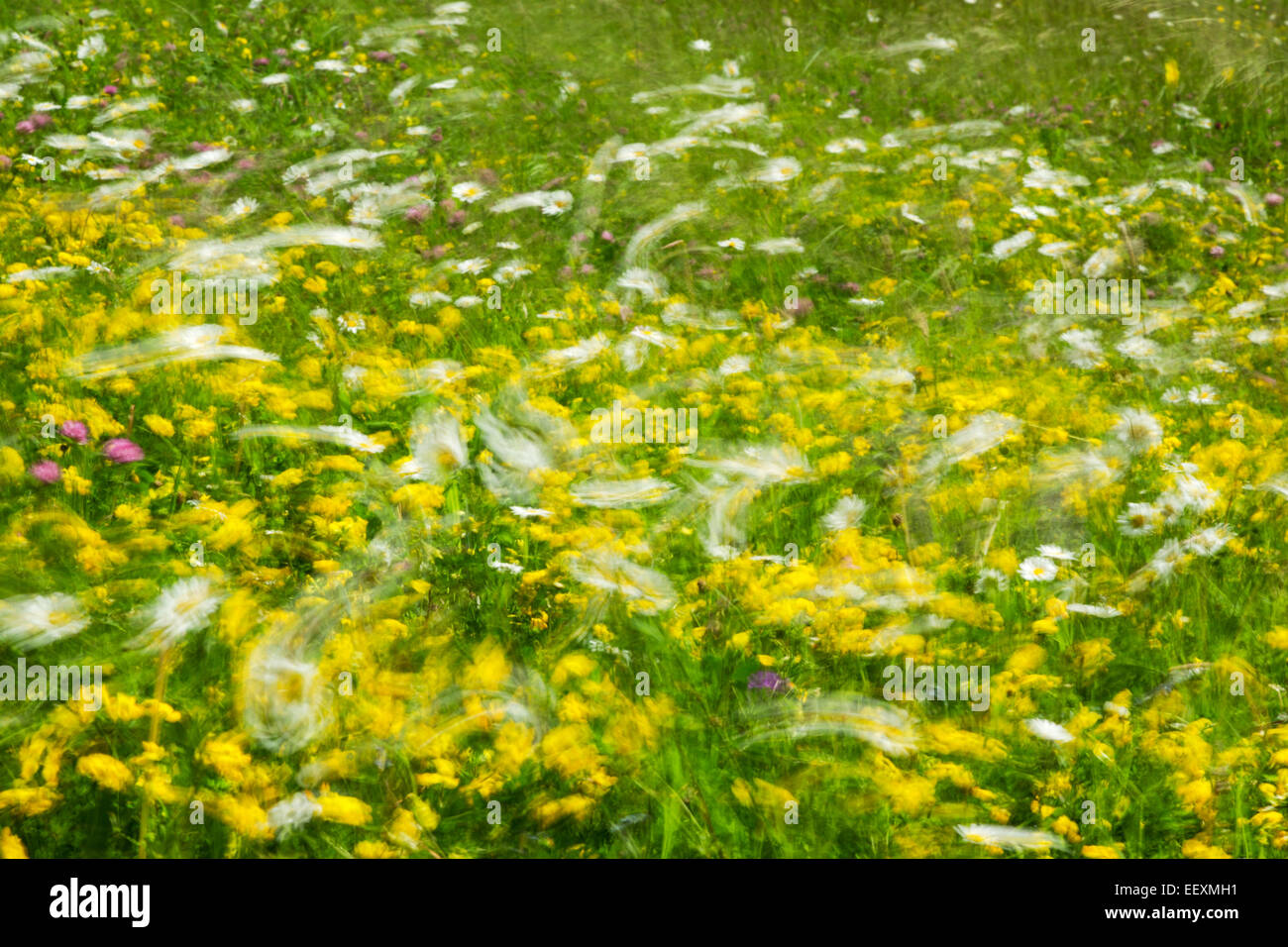 Prato di fiori selvaggi con un mix della maggior parte di margherite e il tarassaco soffiando intorno in un vento forte Foto Stock