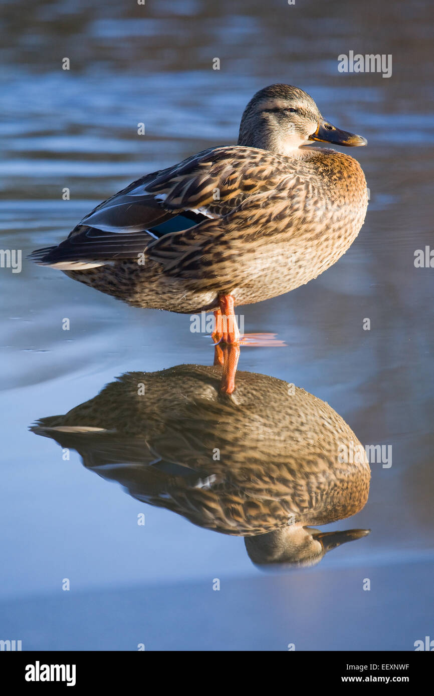 Mallard Duck (Anas platyrhynchos) su un laghetto nel Regno Unito in inverno. Gennaio 2015. Foto Stock