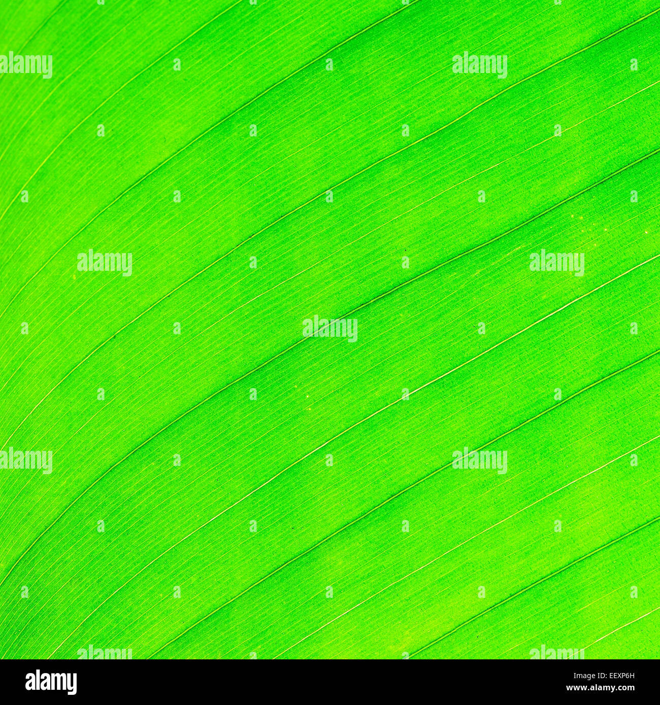 Foglia verde abstract texture di sfondo Foto Stock