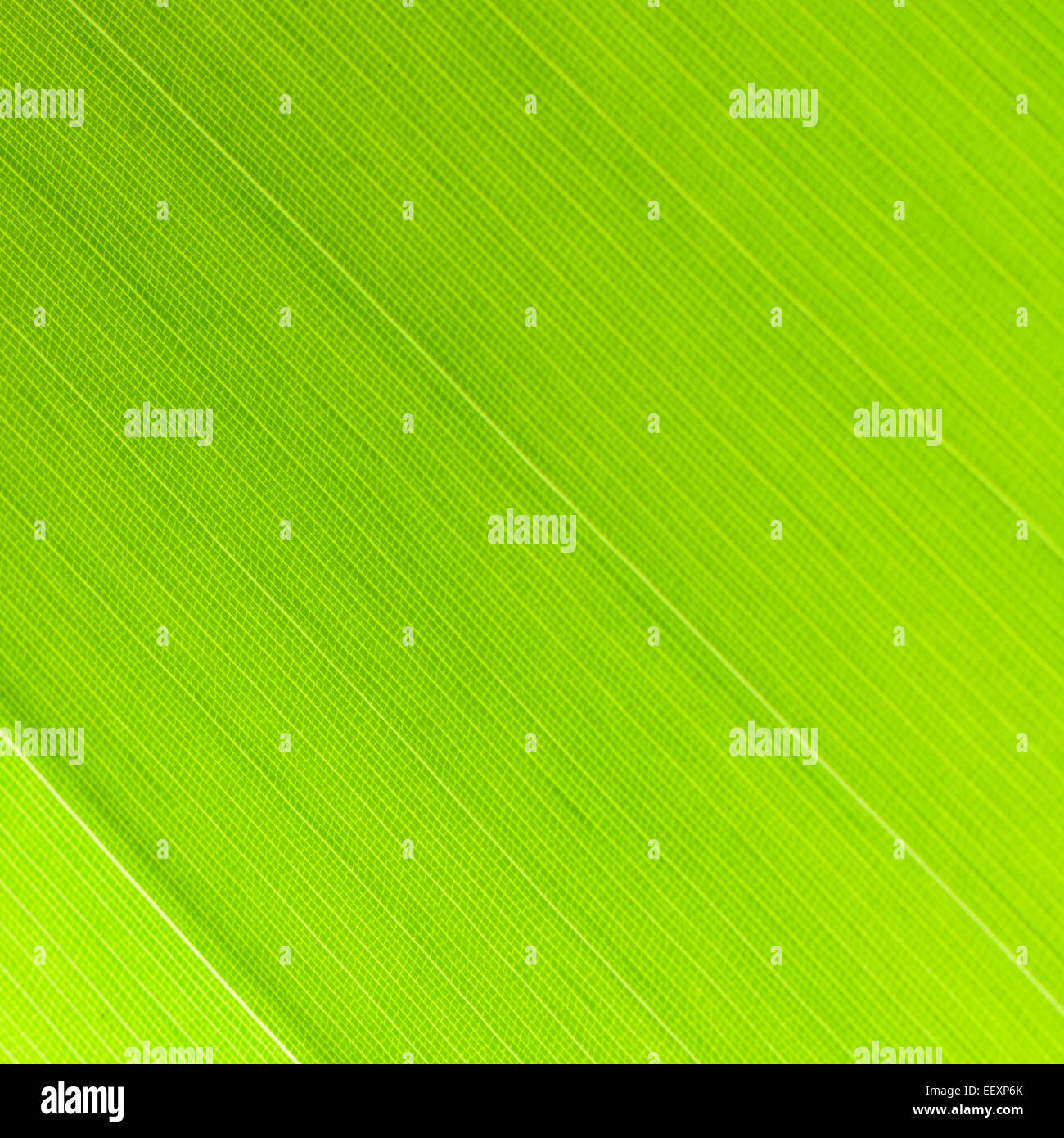 Foglia verde abstract texture di sfondo Foto Stock