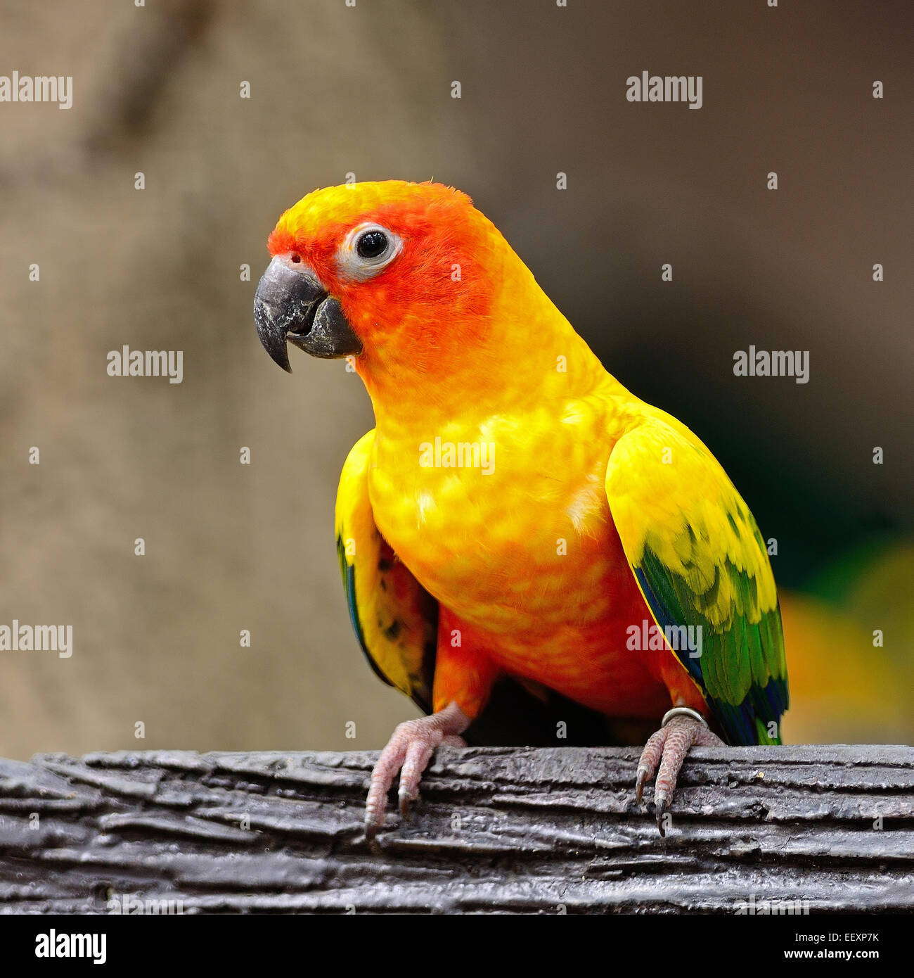 Colorata giallo parrot, Sun Conure (Aratinga solstitialis) Foto Stock