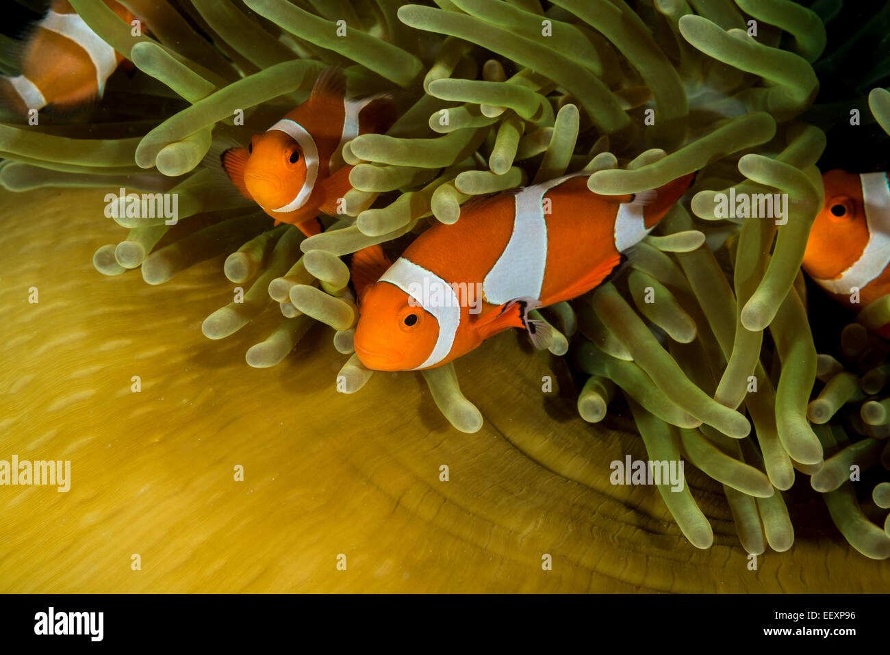 Falso clownfish guizzanti intorno una magnifica chiusa anemone marittimo Foto Stock
