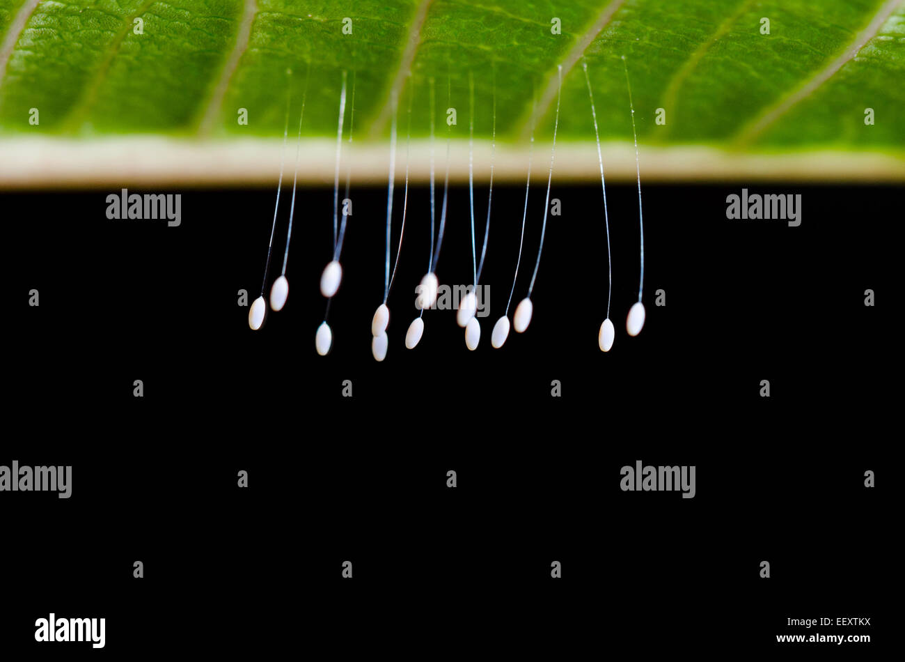 Chiudere le piccole uova e larve di insetto Golden Eye Lacewings verde che pendono sotto le foglie Foto Stock