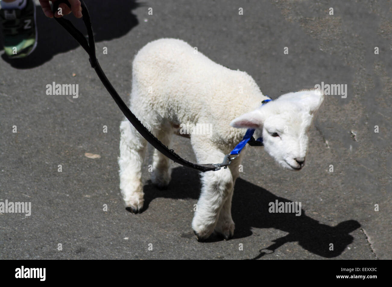 Agnello pet in strada a filo con la giovane famiglia passeggiate Foto Stock