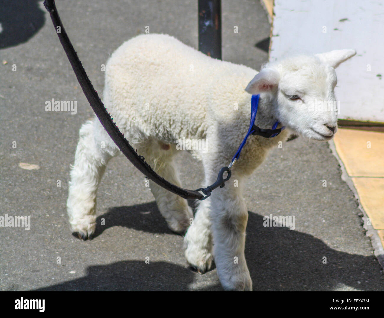 Agnello pet in strada a filo con la giovane famiglia passeggiate Foto Stock