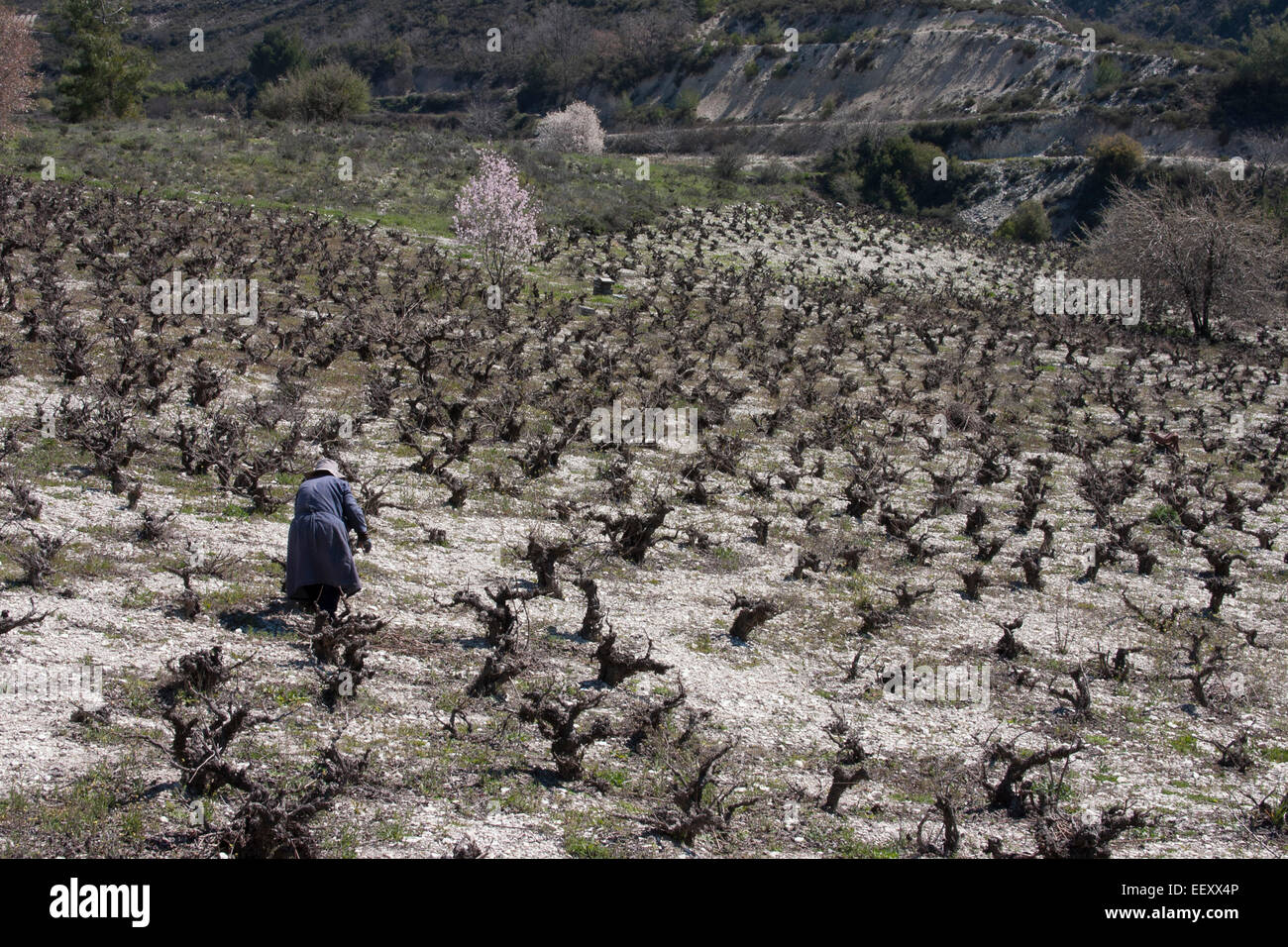 Donna cipriota tendente vigne Foto Stock