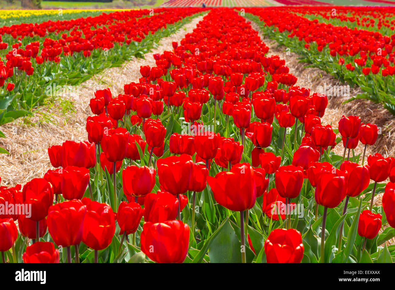 Campo di rosso brillante tulipani. Foto Stock